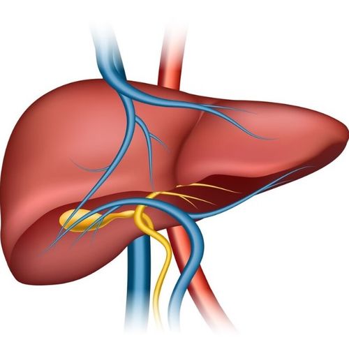 Formation en Hépatologie par méthodes mécaniques non invasives - Échographie et Thromboélastographie Hépatique