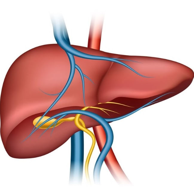 capacitacao-em-hepatologia-atraves-de-metodos-mecanicos-nao-invasivos-ultrassonografia-e-elastografia