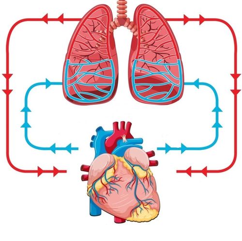 Specialization in Extracorporeal Circulation and Mechanical Circulatory Assistance