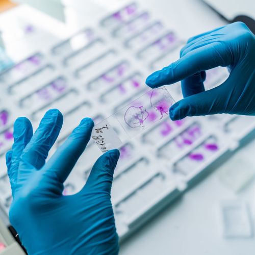 Técnico em Histotecnologia